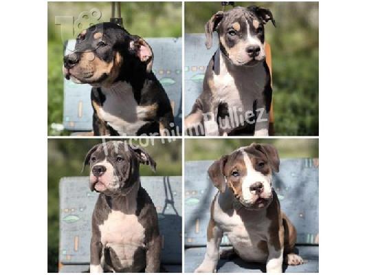American Bully Classic/Standard